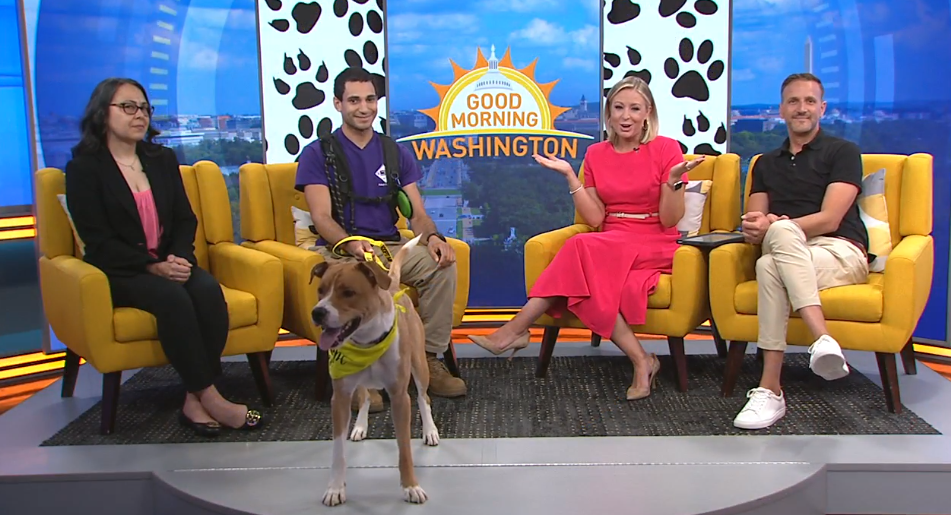 PAW Dog Joel on WJLA Good Morning Washington