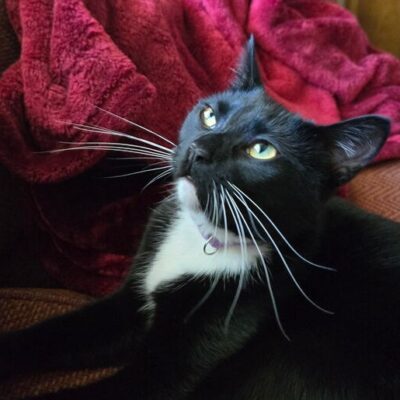Lilli